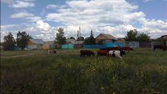В селе Переволоцкого района коровы питаются цветами из клумб и культурами из чужого огорода