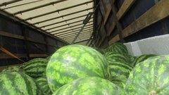 Опасны ли арбузы, которые продают сейчас, ответил Оренбургский Россельхознадзор