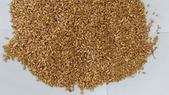 Амбарный долгоносик и малый мучной хрущак "помешали" вывозу пшеницы 